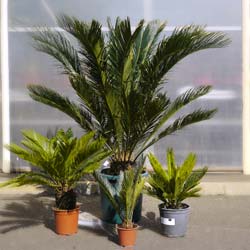 Sago Cycad